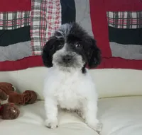 Blitzen, a male Poodle - Toy  for sale in Moravia, IA – Photo 5 of 7
