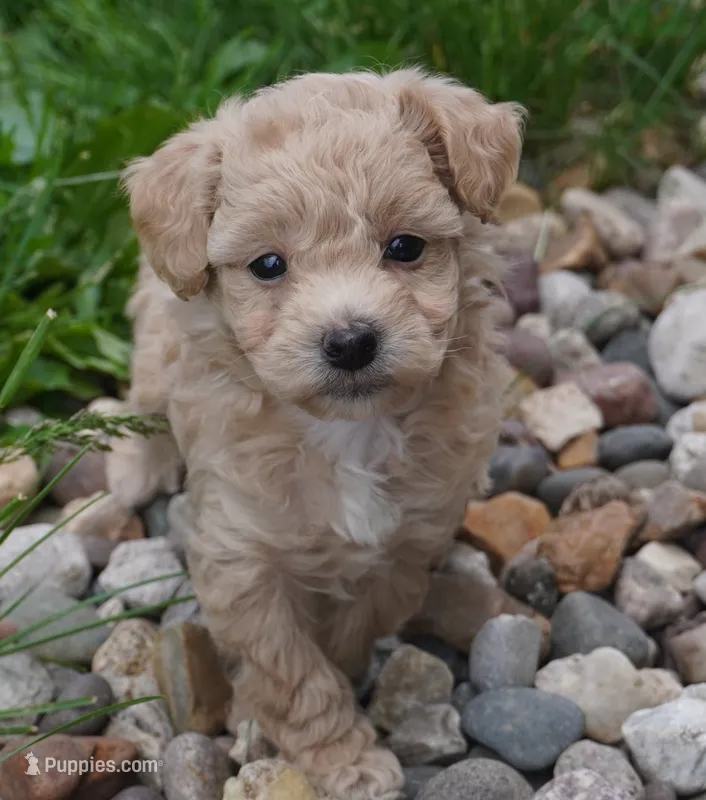 Ryker – Poodle - Toy  puppy for sale in Moravia, IA