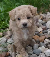 Ryker, a male Poodle - Toy  for sale in Moravia, IA – 1 of 4