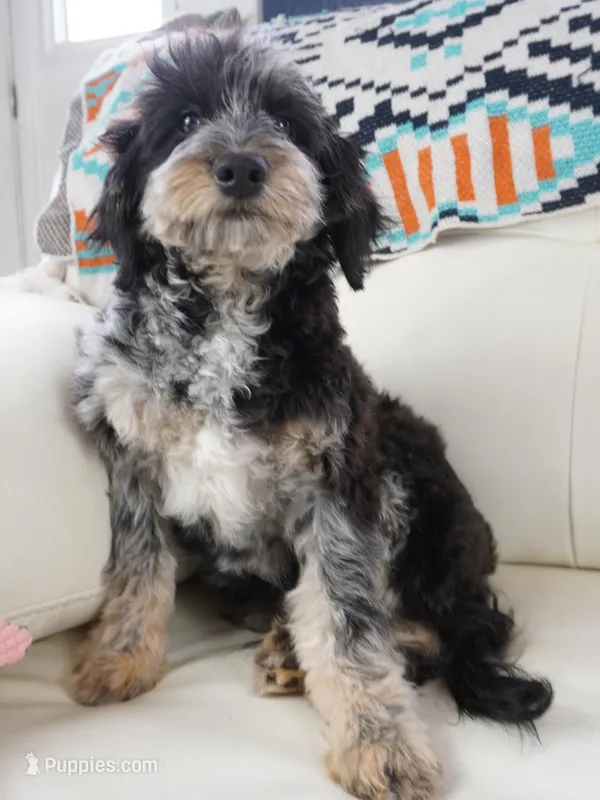 Raiden – Aussiedoodle puppy for sale in Moravia, IA