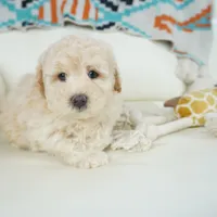 rock, a male Miniature Aussiedoodle for sale in Moravia, IA – Photo 4 of 4