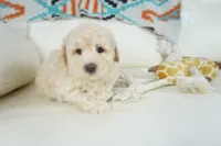 rock, a male Miniature Aussiedoodle for sale in Moravia, IA – Photo 4 of 4