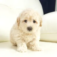 rock, a male Miniature Aussiedoodle for sale in Moravia, IA – Photo 1 of 4