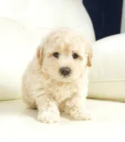 rock, a male Miniature Aussiedoodle for sale in Moravia, IA – Photo 1 of 4