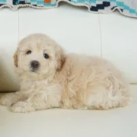 rock, a male Miniature Aussiedoodle for sale in Moravia, IA – Photo 3 of 4