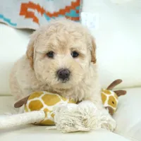 rock, a male Miniature Aussiedoodle for sale in Moravia, IA – Photo 2 of 4