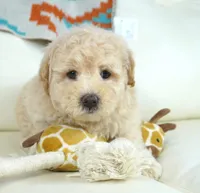rock, a male Miniature Aussiedoodle for sale in Moravia, IA – Photo 2 of 4