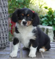 Palmer-Cavacorgi, a female Pembroke Welsh Corgi and Cavalier King Charles Spaniel for sale in Moravia, IA – 1 of 10