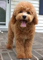 Mason, a male Poodle - Toy  for sale in Moravia, IA – 4 of 9