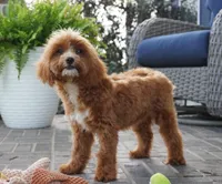 Teagan, a female Cavapoo for sale in Moravia, IA – 3 of 9