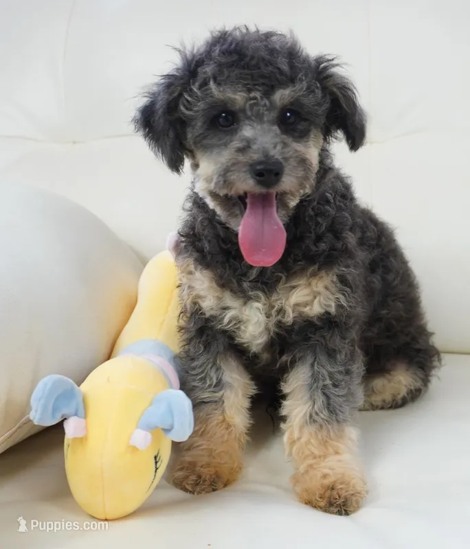 Reil – Aussiedoodle puppy for sale in Moravia, IA