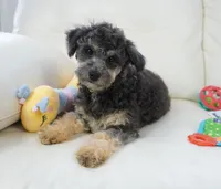Reil, a male Aussiedoodle for sale in Moravia, IA – Photo 2 of 3