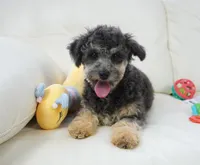 Reil, a male Aussiedoodle for sale in Moravia, IA – Photo 3 of 3