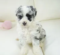 Nori-Toy, a female Poodle - Toy  and Toy Australian Shepherd for sale in Moravia, IA – Photo 2 of 4