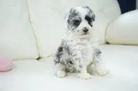 Nori-Toy, a female Poodle - Toy  and Toy Australian Shepherd for sale in Moravia, IA – Photo 4 of 4