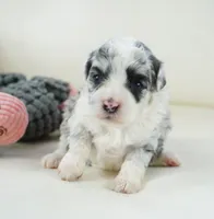 Nori-Toy, a female Poodle - Toy  and Toy Australian Shepherd for sale in Moravia, IA – Photo 1 of 5