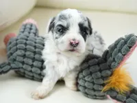 Nori-Toy, a female Poodle - Toy  and Toy Australian Shepherd for sale in Moravia, IA – Photo 2 of 5