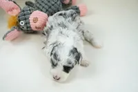 Nori-Toy, a female Poodle - Toy  and Toy Australian Shepherd for sale in Moravia, IA – Photo 4 of 5