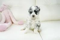 Nori-Toy, a female Poodle - Toy  and Toy Australian Shepherd for sale in Moravia, IA – Photo 3 of 4