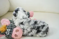 Nori-Toy, a female Poodle - Toy  and Toy Australian Shepherd for sale in Moravia, IA – Photo 5 of 5