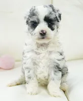 Nori-Toy, a female Poodle - Toy  and Toy Australian Shepherd for sale in Moravia, IA – Photo 1 of 4
