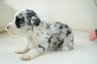 Nori-Toy, a female Poodle - Toy  and Toy Australian Shepherd for sale in Moravia, IA – Photo 3 of 5