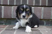 Palmer-Cavacorgi, a female Pembroke Welsh Corgi and Cavalier King Charles Spaniel for sale in Moravia, IA – 2 of 4