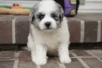 Punky Brewster-mini F1b, a female Sheepadoodle for sale in Moravia, IA – 4 of 4