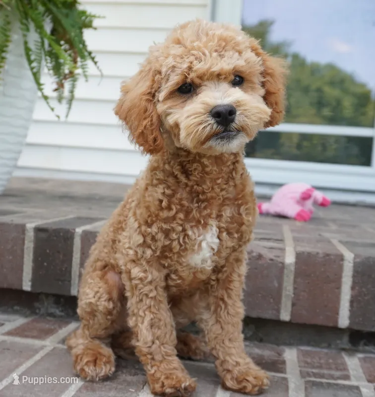 Mason – Poodle - Toy  puppy for sale in Moravia, IA