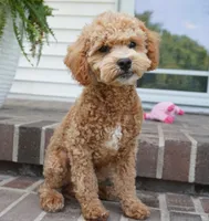 Mason, a male Poodle - Toy  for sale in Moravia, IA – 4 of 10