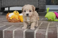 Ryker, a male Poodle - Toy  for sale in Moravia, IA – 4 of 4