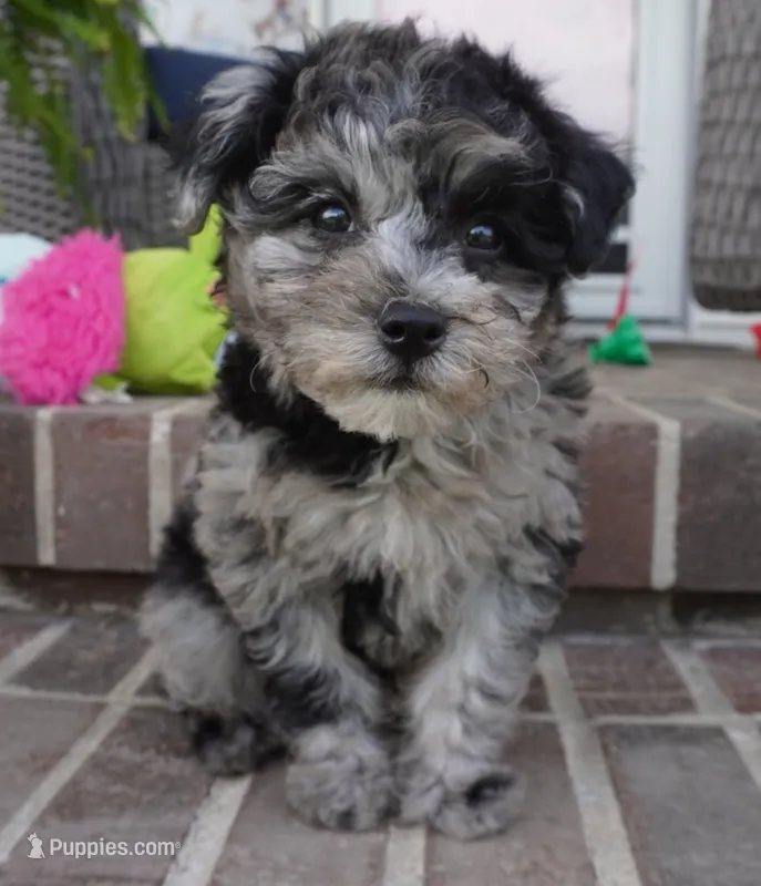 Rylee – Poodle - Toy  puppy for sale in Moravia, IA