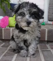 Rylee, a female Poodle - Toy  for sale in Moravia, IA – 5 of 8