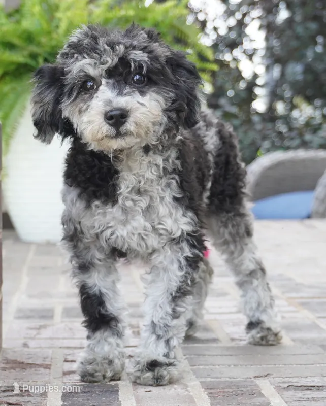 Rylee – Poodle - Toy  puppy for sale in Moravia, IA