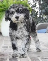 Rylee, a female Poodle - Toy  for sale in Moravia, IA – 1 of 10