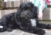 Crockette-Toy, a male Miniature Aussiedoodle for sale in Moravia, IA – 4 of 8