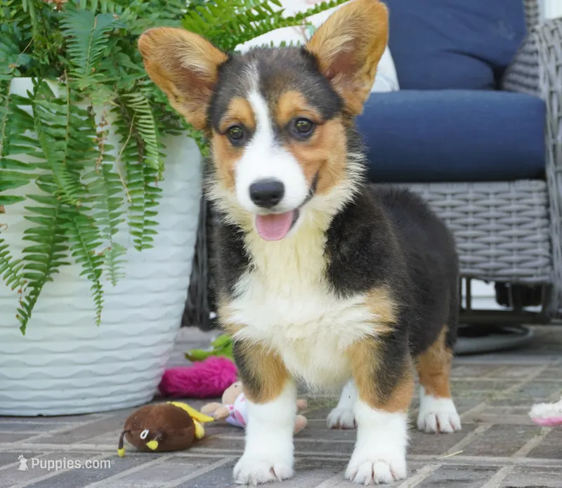 Glen-AKC – Pembroke Welsh Corgi puppy for sale in Moravia, IA