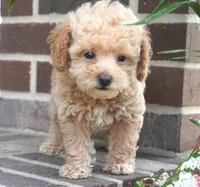 Mikey, a male Poodle - Toy  for sale in Moravia, IA – 2 of 4