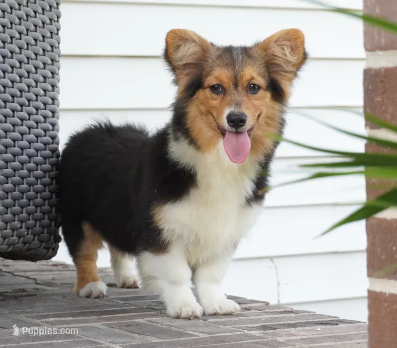 Cherry-AKC Fluffy – Pembroke Welsh Corgi puppy for sale in Moravia, IA
