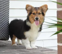 Cherry-AKC Fluffy, a female Pembroke Welsh Corgi for sale in Moravia, IA – 1 of 10