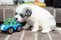Punky Brewster-mini F1b, a female Sheepadoodle for sale in Moravia, IA – 2 of 4