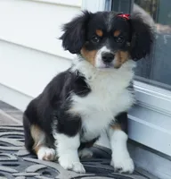 Palmer-Cavacorgi, a female Pembroke Welsh Corgi and Cavalier King Charles Spaniel for sale in Moravia, IA – 4 of 10