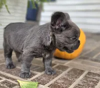 Rori-Fluffy AKC, a female French Bulldog for sale in Moravia, IA – 3 of 6