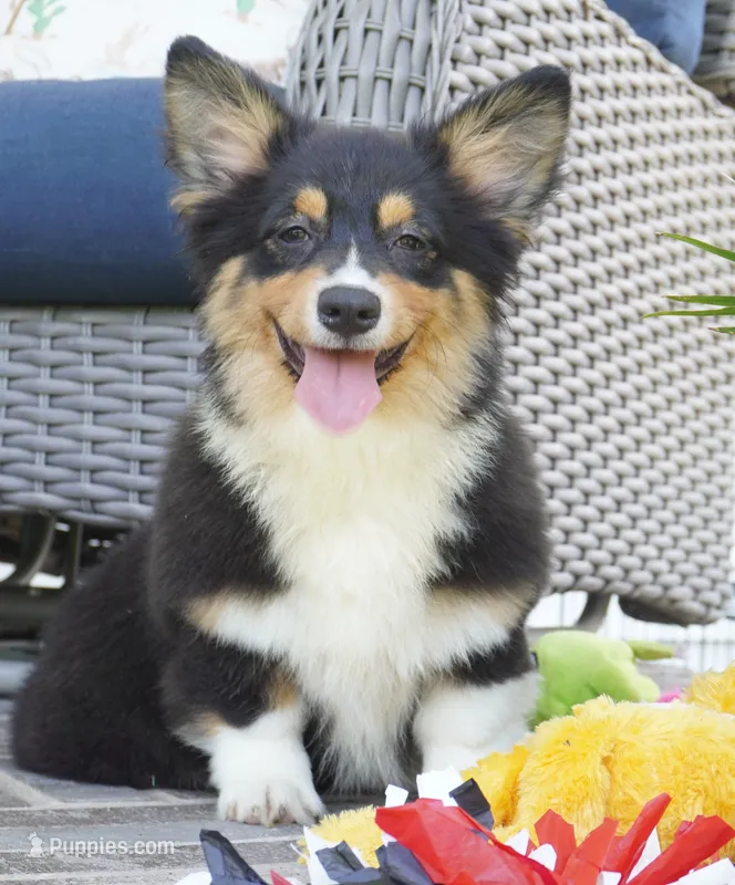 Cyrus-Fluffy AKC – Pembroke Welsh Corgi puppy for sale in Moravia, IA