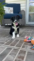Cessna-Corgipoo, a female Pembroke Welsh Corgi and Poodle - Toy  for sale in Moravia, IA – 1 of 6