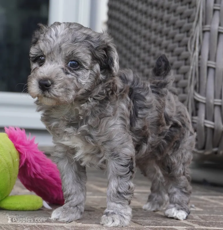 Rowan – Poodle - Toy  puppy for sale in Moravia, IA
