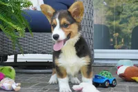 Glen-AKC, a male Pembroke Welsh Corgi for sale in Moravia, IA – 4 of 5