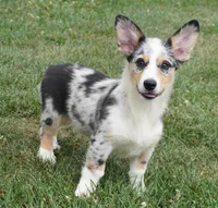 Decklin, a male Pembroke Welsh Corgi for sale in Moravia, IA – 2 of 8