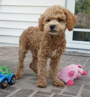 Mason, a male Poodle - Toy  for sale in Moravia, IA – 7 of 10