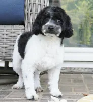 Blitzen, a male Poodle - Toy  for sale in Moravia, IA – 5 of 6